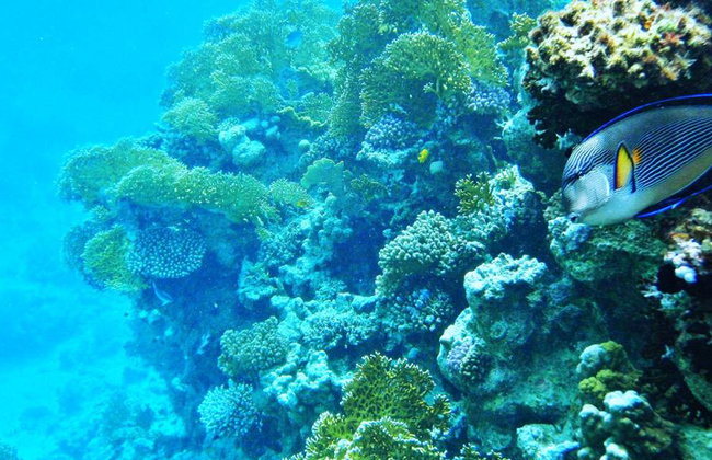 Tour di un giorno con snorkeling in crociera sul Mar Rosso - Foto 8